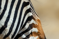 Zebra Portrait